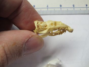Media type: image;   Herpetology R-4211